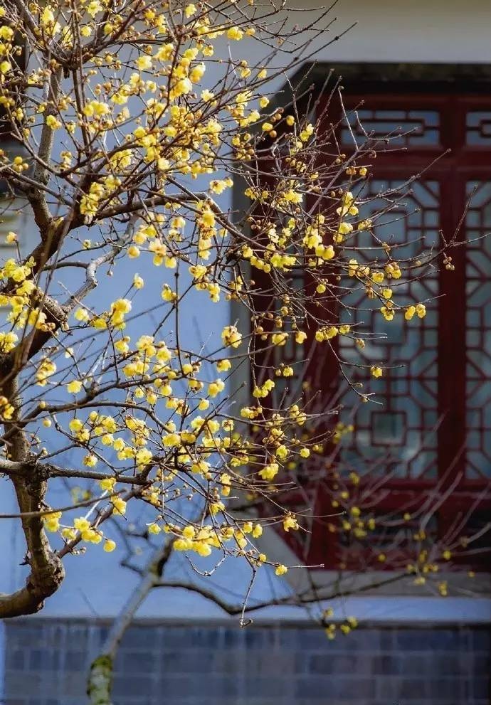 【首发】梅香.如故