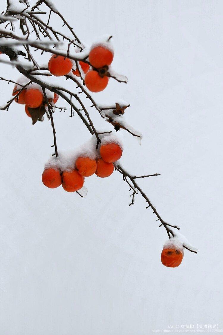 雪中"红灯龙"柿子