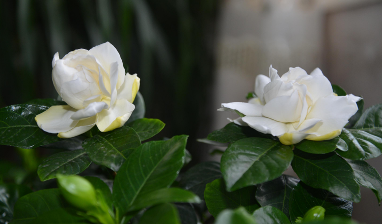 小浅🎤V娱热点