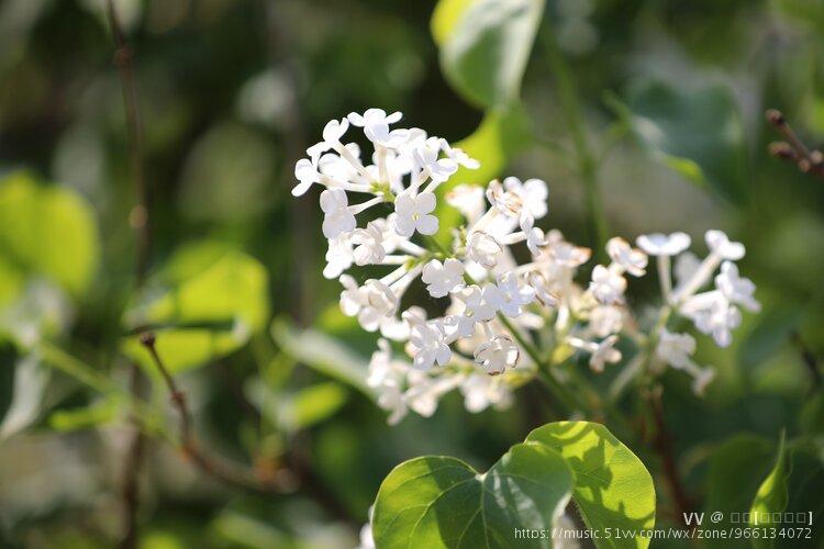 丁香的花序和花冠类型(丁香的花序和花冠类型是什么)