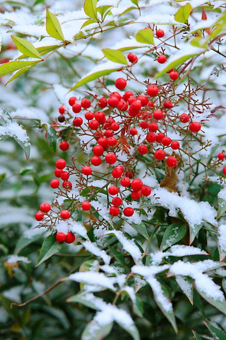 雪里红