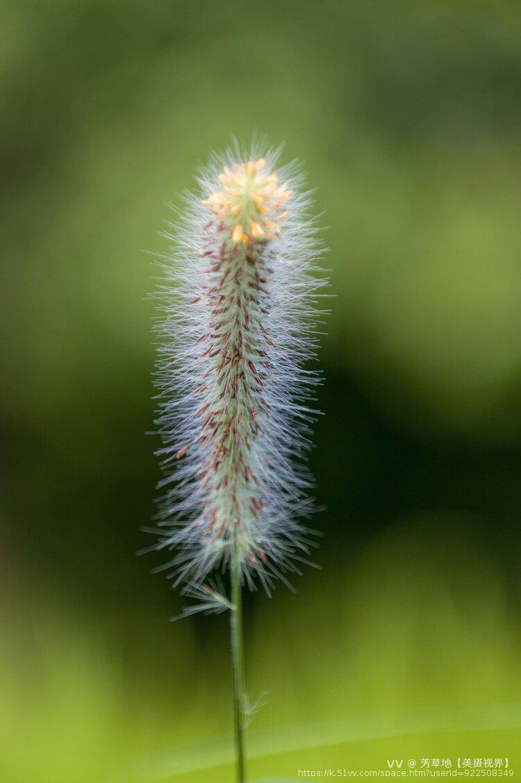 芳草地【美摄视界】