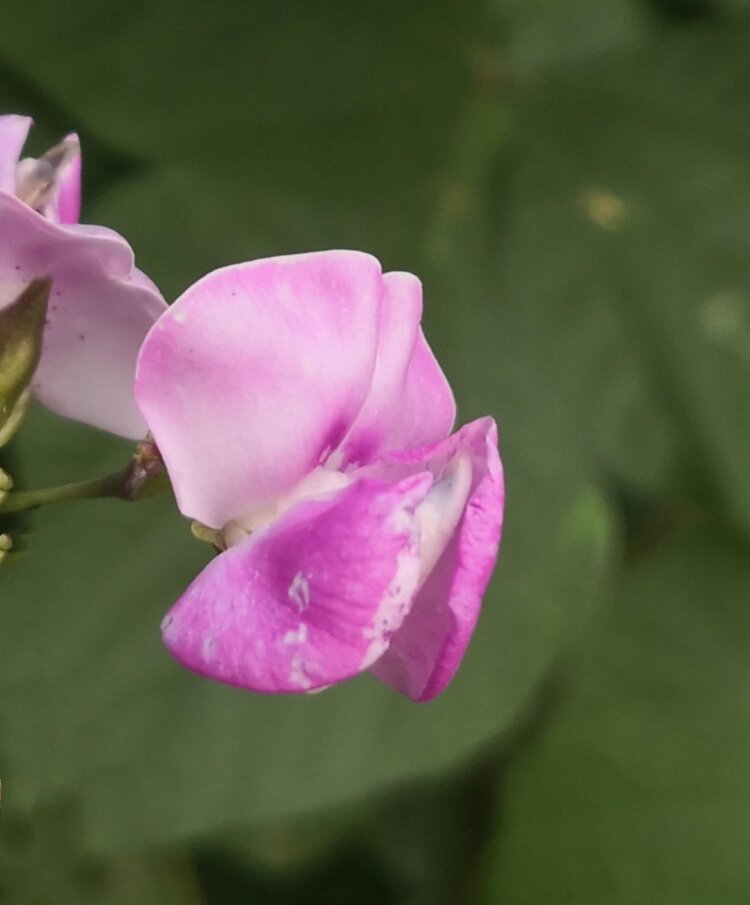 首發中秋扁豆花二