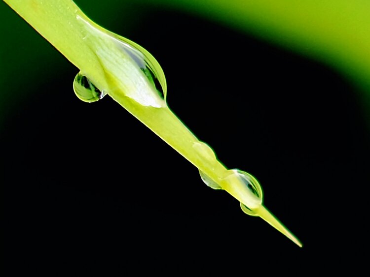 叶尖上的小露珠