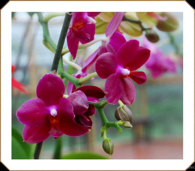 【首发】洋兰皇后--蝴蝶兰