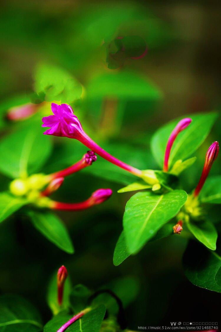 花卉摄影烟粉豆