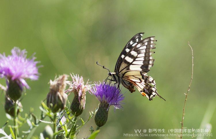 影丐书生（中国图库签约摄影师）