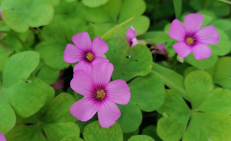 而且花期的持续时间很长,绿油油的叶子开着淡淡的粉红紫色小花,看上去