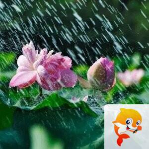 光子:夏天的雨 - VV