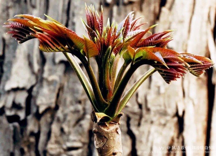 风语原创🎵 এ᭄ꦿ冷暖自知এ