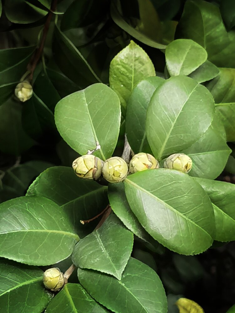 绿色山茶花花语图片