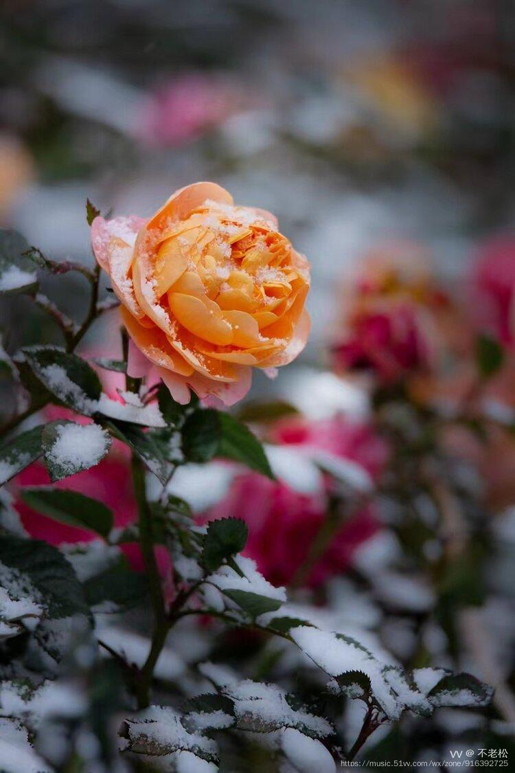 初春的月季正娇艳,初春的雪花唯美浪漫.