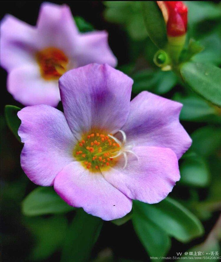 阔叶半枝莲开花的习性非常特殊,它只在上午开花,下午就闭合.