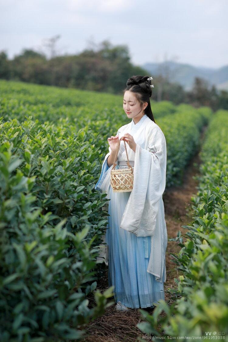 漂亮的采茶女孩图片图片