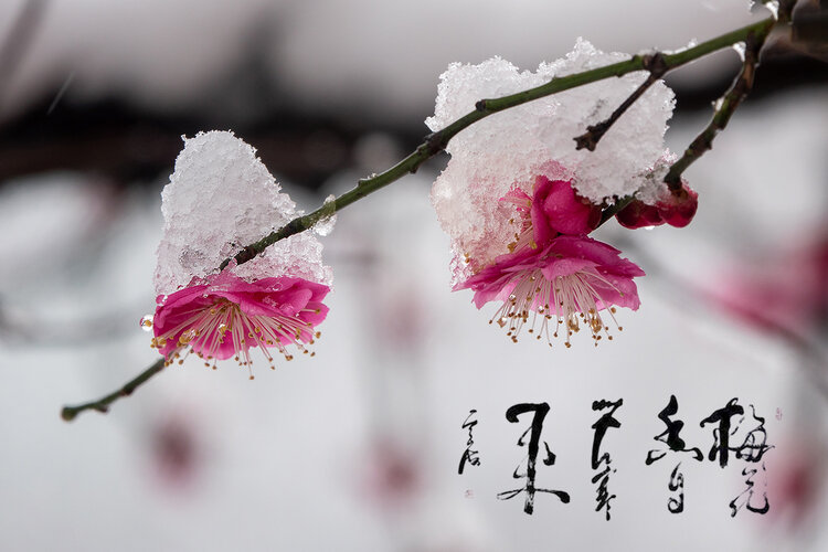 雪中的梅花,把梅花的品格和气质体现的淋漓尽致