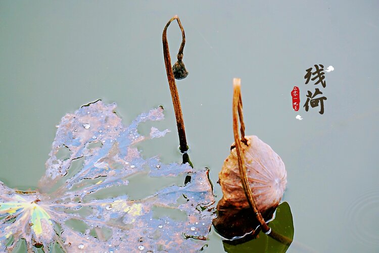 大海【文声汇影】