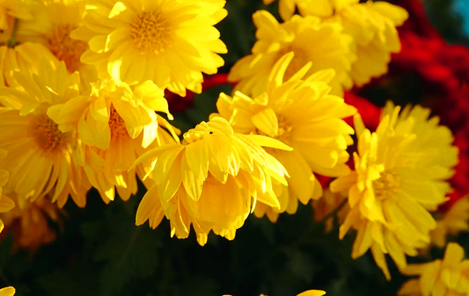 雪儿🎤V娱热点