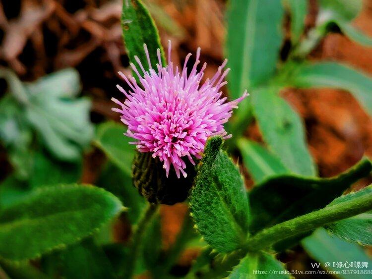 【首發】刺兒菜花