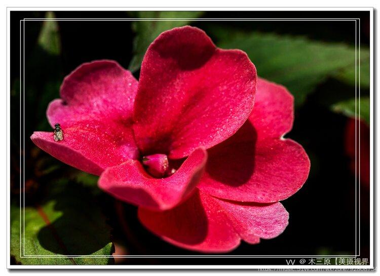 鸭跖草状凤仙花