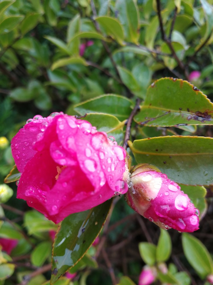 雨婷