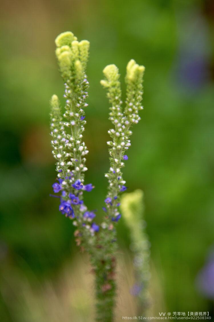 芳草地【美摄视界】