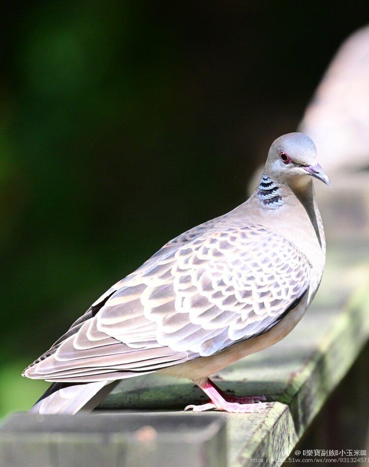 金背鳩