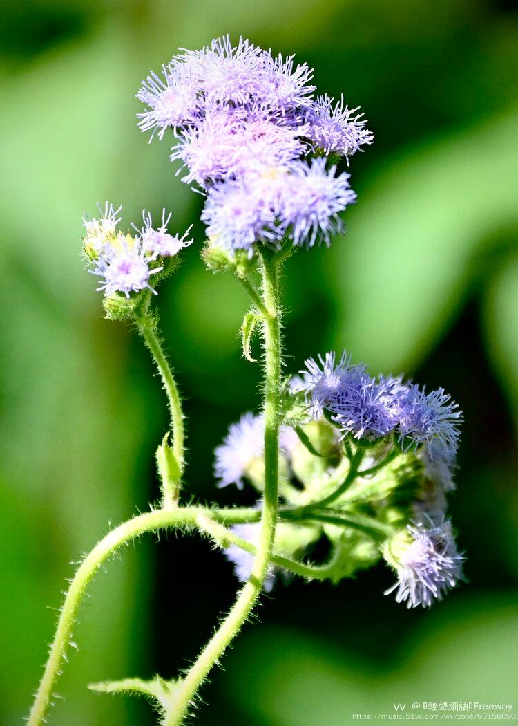 信赖安全感紫花霍香蓟首发