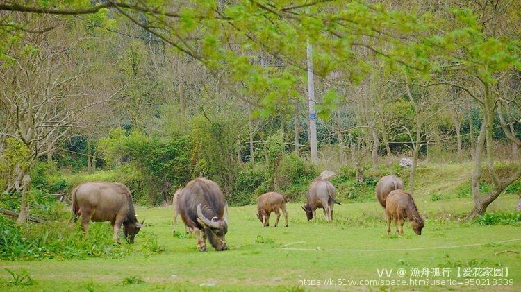 漁舟孤行【爱花家园】