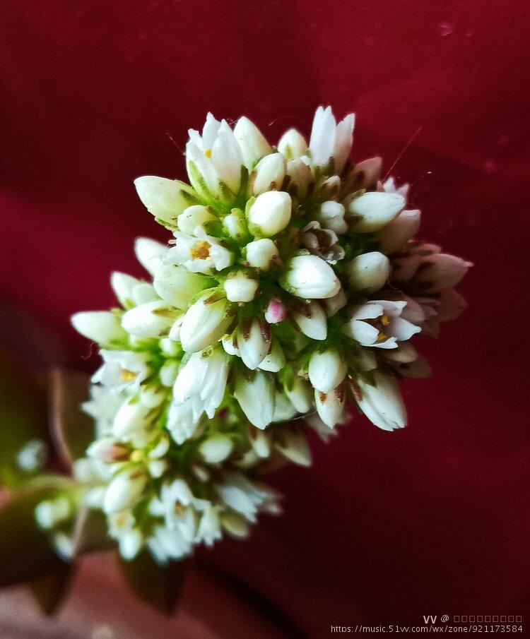 火祭开花了首发