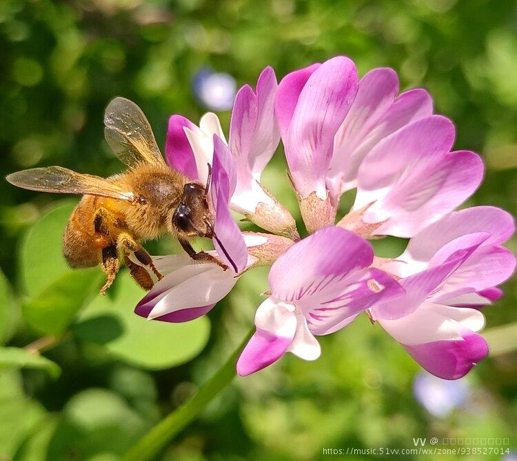 蜜蜂采花图片大全图片