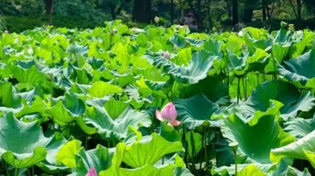 雪儿🎤V娱热点