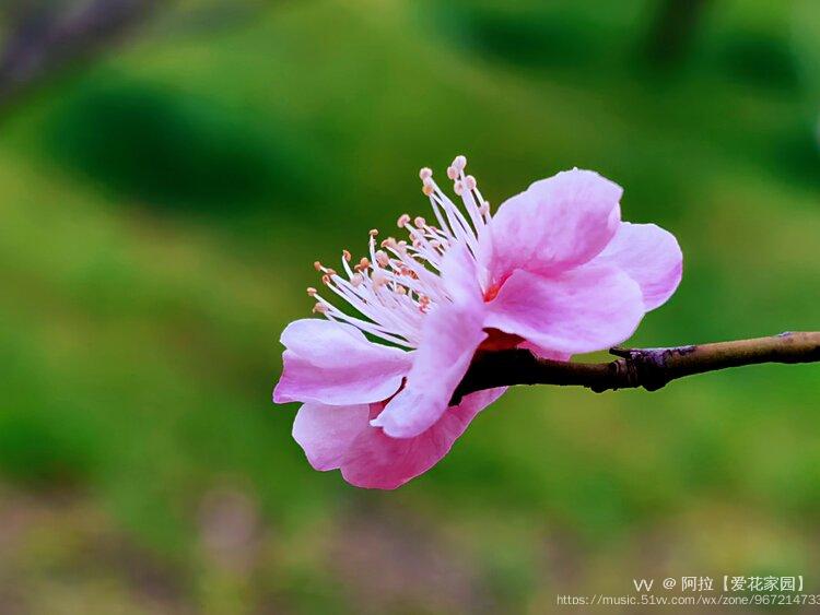 梅花10首发