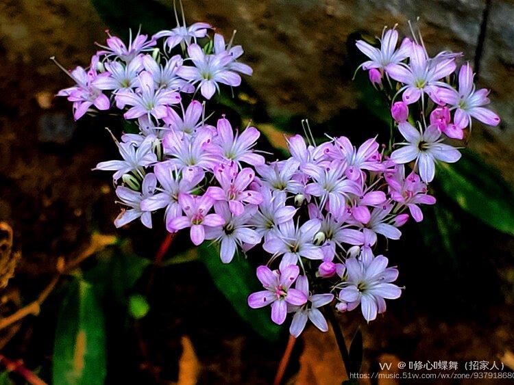 寧靜的長蕊石頭花