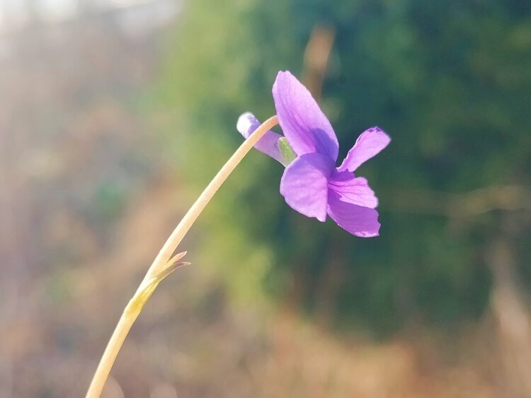 青青子衿【文声汇影】