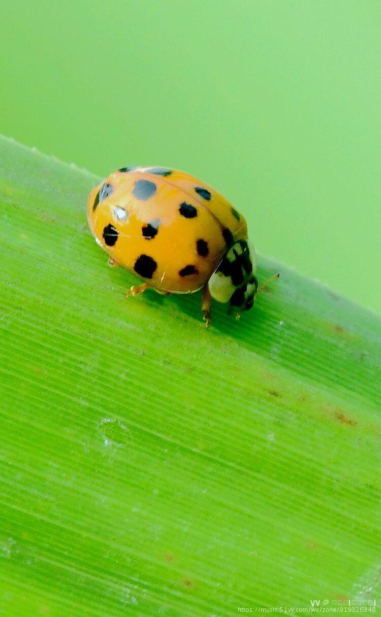 微拍瓢虫【首发】