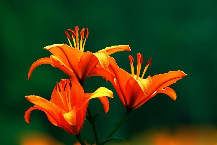 百合花开林清玄