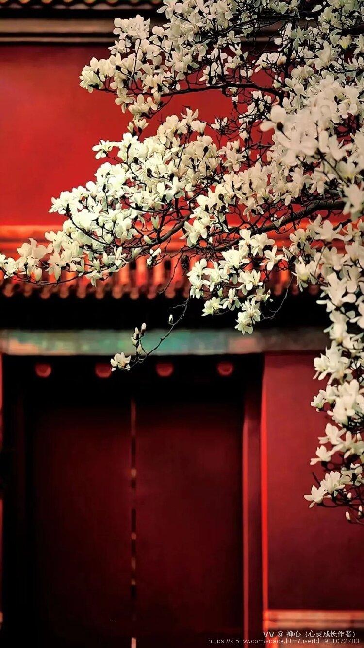 禅心（心灵成长作者）