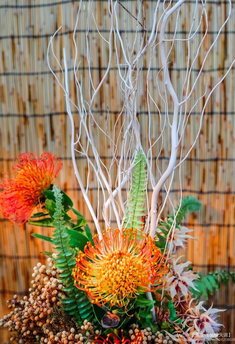 如意吉祥绚丽多姿帝王花摄影首发