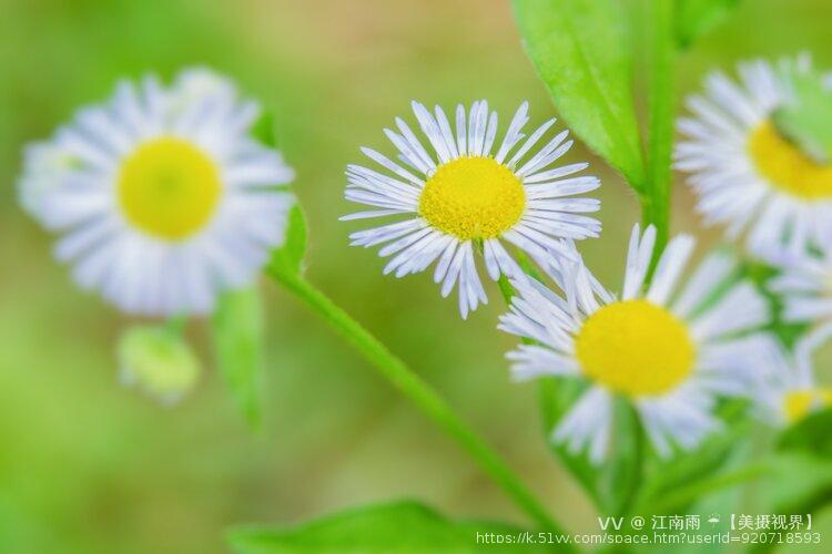 江南雨 ☔️【美摄视界】