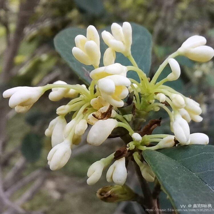 微距镜头里的木樨花首发