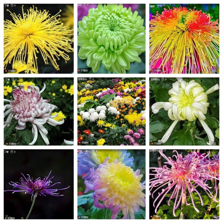 心玫🎤V娱热点