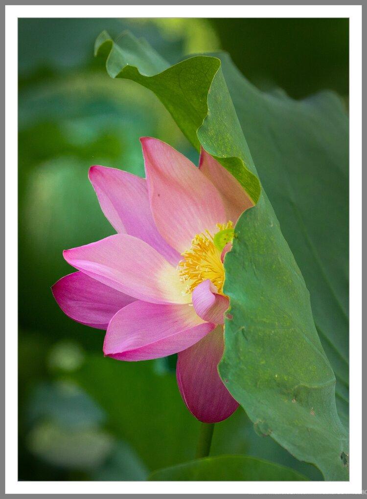 水中芙蓉花