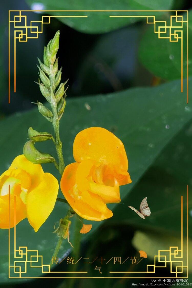 如蝶般美的绿豆花首发