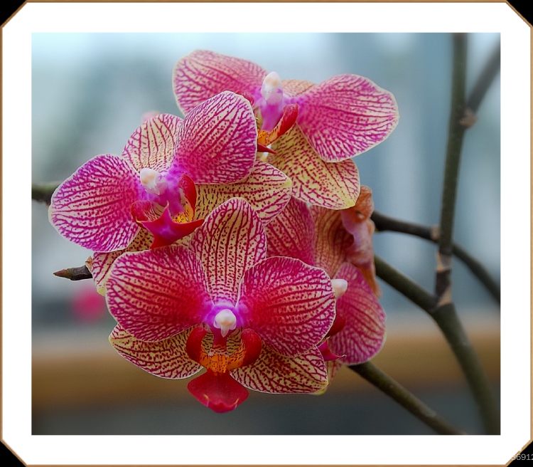 【首发】洋兰皇后--蝴蝶兰