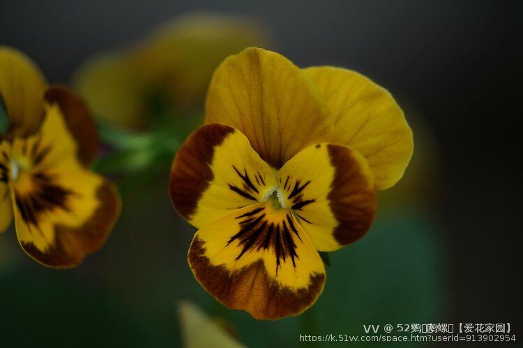 52鹦ꦿོ鹉螺ꦿ【爱花家园】