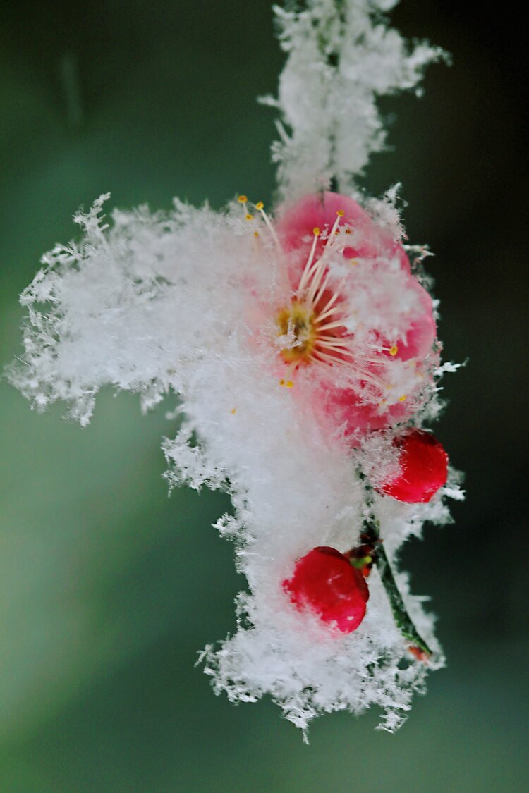 梅雪迎春