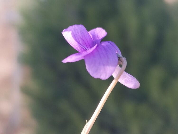 青青子衿【文声汇影】