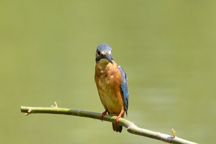 再拍小翠儿2首发