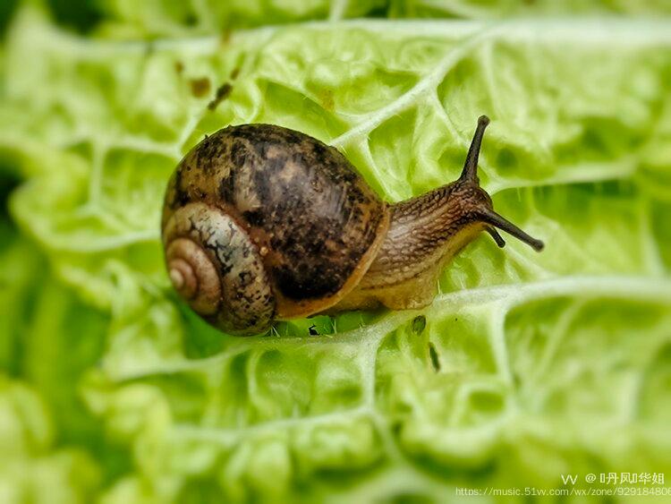 首发菜叶上的小蜗牛