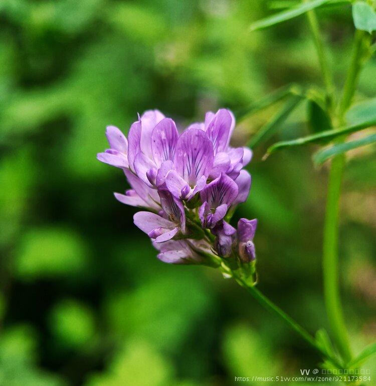 小苜蓿首发